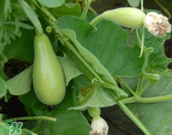 蒲瓜不能和什么一起吃？蒲瓜和什么相克？