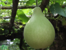 瓠子為什么會(huì)苦？瓠子苦的原因