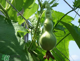 瓠子為什么會(huì)苦？瓠子苦的原因