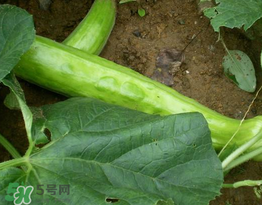 菜瓜多少錢一斤？菜瓜怎么挑？