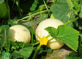 吃梨瓜會胖嗎？梨瓜熱量高嗎？