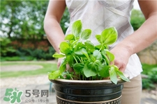 羅勒是什么?羅勒怎么吃? 羅勒是什么?羅勒怎么吃?