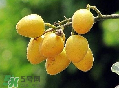 黃皮果怎么吃？黃皮果有什么功效