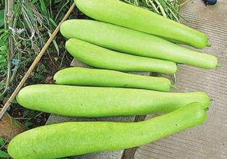 瓠子是什么？瓠子是什么意思？