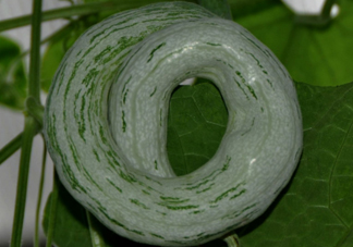 蛇瓜多少錢一斤？蛇瓜種子在哪里買到？