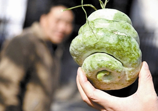 蛇瓜什么時候種？蛇瓜的種植方法