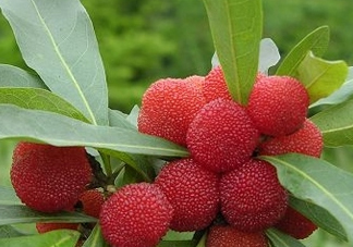 東魁楊梅多少錢一斤？東魁楊梅多少錢一斤2017？