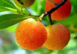 白楊梅多少錢一斤？白楊梅產(chǎn)地