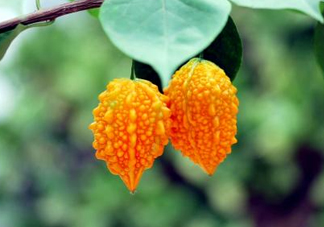 癩葡萄和苦瓜有什么區(qū)別？賴葡萄是苦瓜嗎？