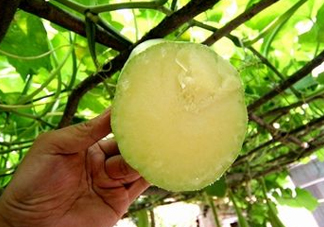 砍瓜種子哪里有賣的？砍瓜多少錢一斤？