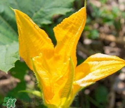 南瓜花怎么洗？南瓜花怎么處理