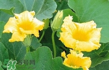 南瓜花怎么做好吃？南瓜花不能與什么同吃