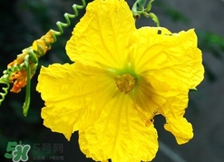 南瓜花有什么作用？南瓜花的作用及禁忌