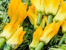 南瓜花花蕊能吃嗎？南瓜花是雌雄同株嗎