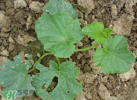 梨瓜怎么種植？梨瓜什么時候種植？