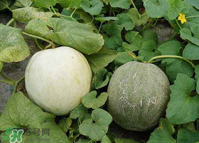 梨瓜怎么種植？梨瓜什么時候種植？