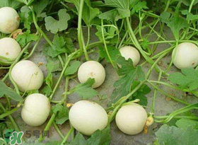 梨瓜怎么種植？梨瓜什么時候種植？