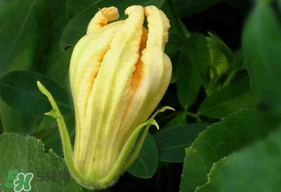 南瓜花怎么洗？南瓜花怎么處理