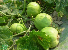 梨瓜是發(fā)物嗎？梨瓜是不是發(fā)物？