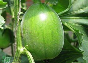 梨瓜是發(fā)物嗎？梨瓜是不是發(fā)物？