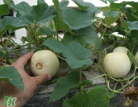 梨瓜是發(fā)物嗎？梨瓜是不是發(fā)物？