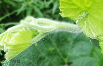 南瓜葉怎么處理？南瓜葉怎么炒？