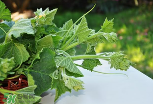 南瓜葉怎么處理？南瓜葉怎么炒？