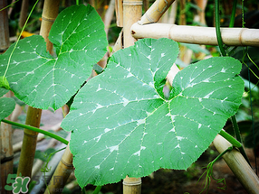 南瓜葉可以生吃嗎？南瓜葉能不能生吃？