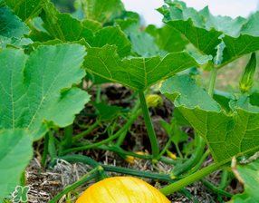 南瓜葉可以生吃嗎？南瓜葉能不能生吃？