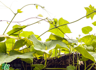 南瓜藤泡水喝能治結(jié)石嗎？南瓜藤泡水喝的功效