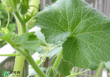 南瓜藤泡水喝能治結(jié)石嗎？南瓜藤泡水喝的功效