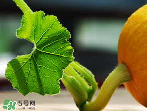 南瓜藤泡水喝能治結(jié)石嗎？南瓜藤泡水喝的功效