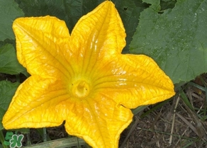 南瓜花怎么洗？南瓜花怎么處理