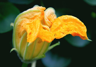 南瓜花怎么洗？南瓜花怎么處理