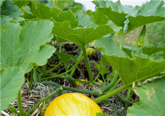 南瓜藤泡水喝能治結(jié)石嗎？南瓜藤泡水喝的功效