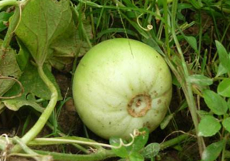 梨瓜是發(fā)物嗎？梨瓜是不是發(fā)物？