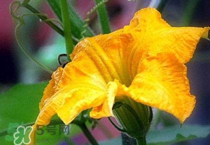 南瓜花有什么作用？南瓜花的作用及禁忌