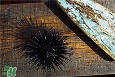 海膽黃的作用 海膽黃的功效 海膽黃的作用 海膽黃的功效