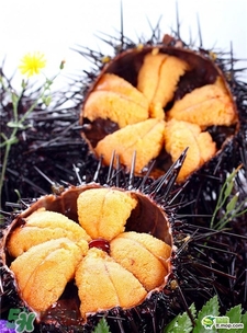 海膽黃的作用 海膽黃的功效 海膽黃的作用 海膽黃的功效