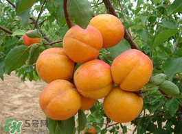 黃油桃多少錢一斤？黃油桃好吃嗎？