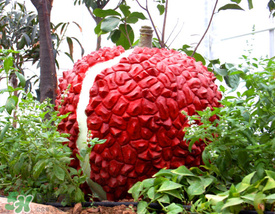 荔枝空腹吃有什么危害？為什么空腹吃荔枝不好？