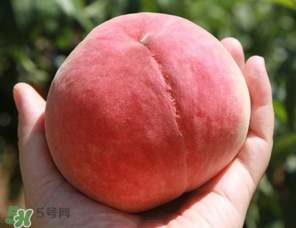 毛桃熱量高嗎？一個毛桃的熱量