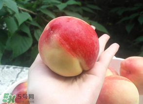 毛桃熱量高嗎？一個毛桃的熱量