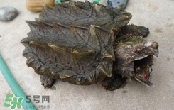 鱷龜為什么不能放生？鱷龜咬人嗎？