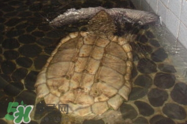 鱷龜多少錢一只？鱷龜多少錢一斤2017？