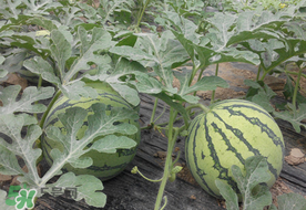 七月份可以種西瓜嗎？7月份可以種西瓜嗎？