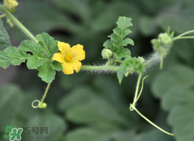 七月份可以種西瓜嗎？7月份可以種西瓜嗎？