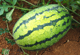 七月份可以種西瓜嗎？7月份可以種西瓜嗎？