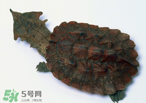 鱷龜可以吃嗎？鱷龜好吃嗎