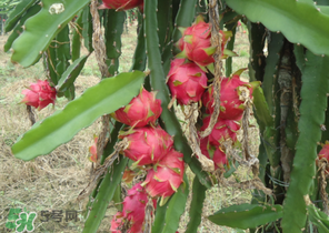 七月份可以種火龍果嗎？火龍果什么時候種植？